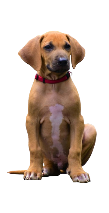 AKC Registered Miniature Dachshunds