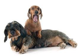 dachshund vs miniature dachshund