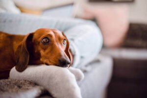Can Dachshund Be Left Alone