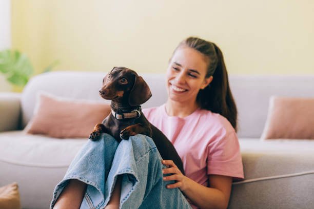 How Much Does a Miniature Dachshund Cost?