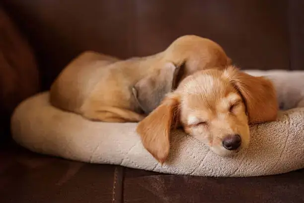 Long haired dachshund puppy in a cuddle bed